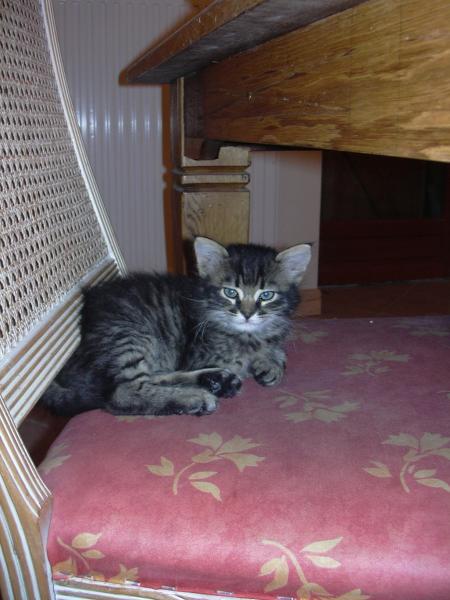 le minou !!!