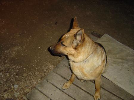 Tsar