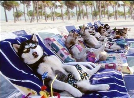 Une vie de chien